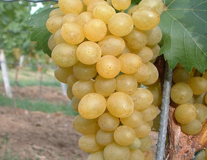 Réva vinná  Suzi, kont. 2l