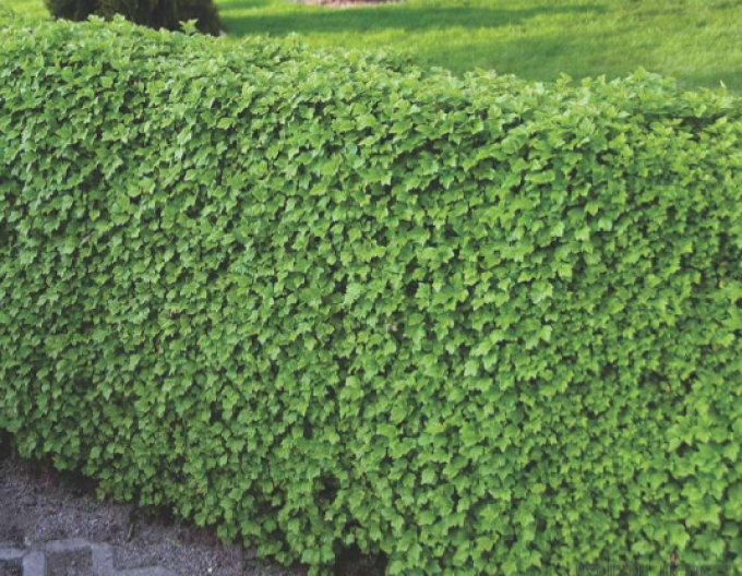 Alpský rybíz Green Mood