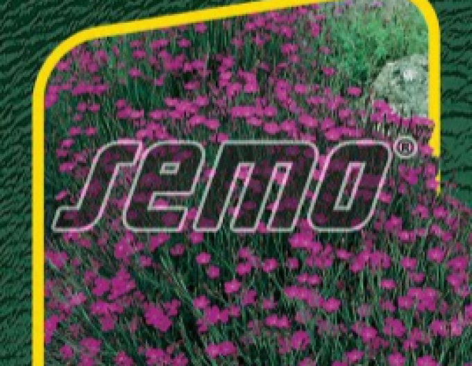 Semo Hvozdík kropenatý ´Maiden Pink´