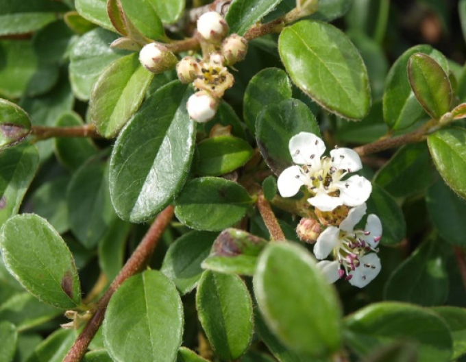 Skalník Dammerov  "Skogholm"