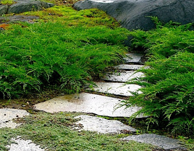 Jalovec sibiřský ´Microbiota´