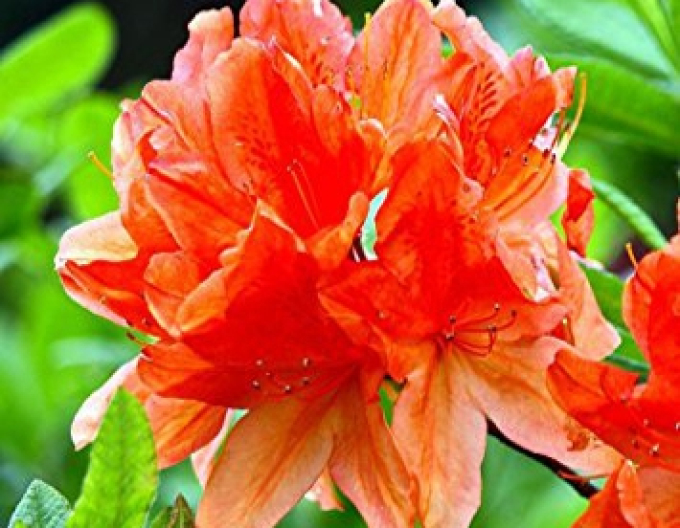 Azalka velkokvětá Gibraltar