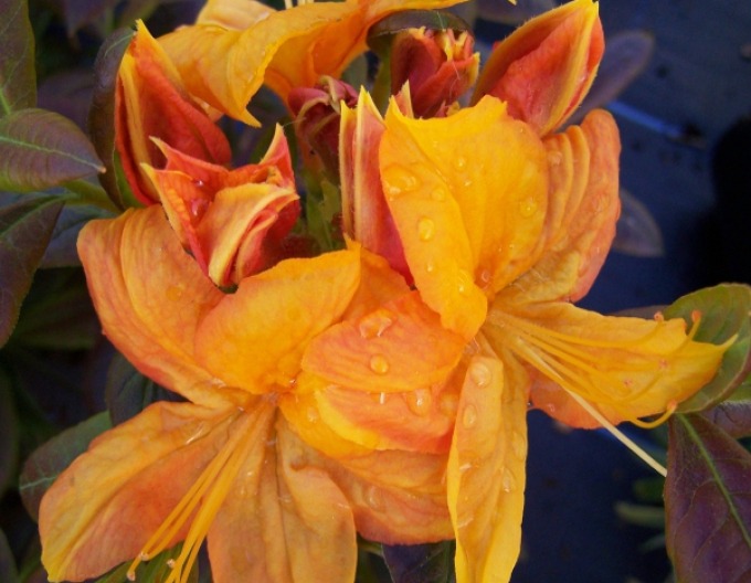 Azalka velkokvětá Klondyke