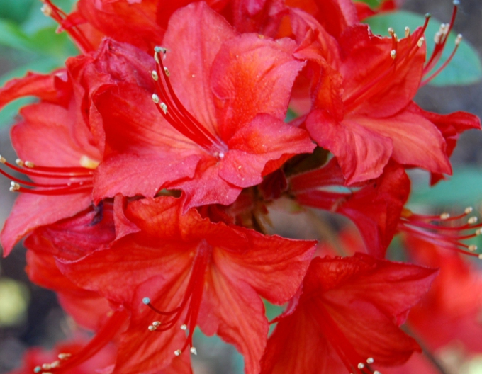 Azalka velkokvětá Parkfeuer