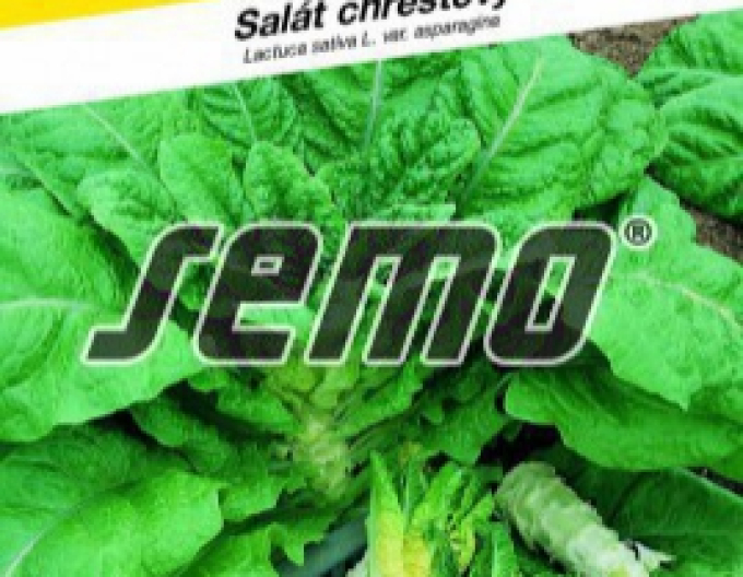 Semo Salát chřestový ´Celtuce´