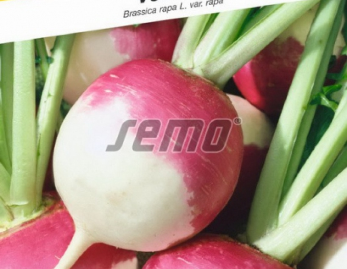 Semo  Vodnice ´Purple Top White´