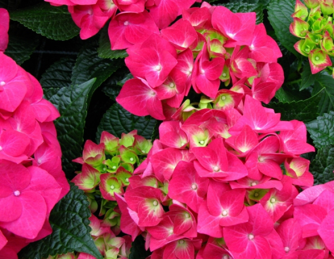 Hortenzie velkolistá Alpengluhen