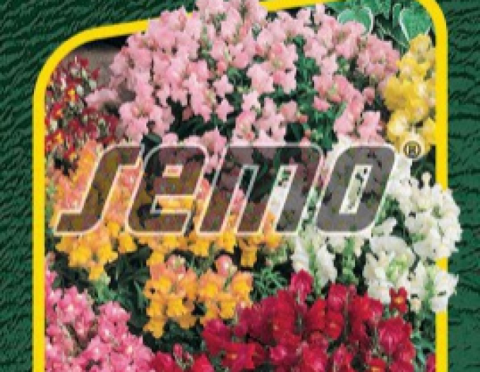 Semo Hledík větší ´Tom Pouce´