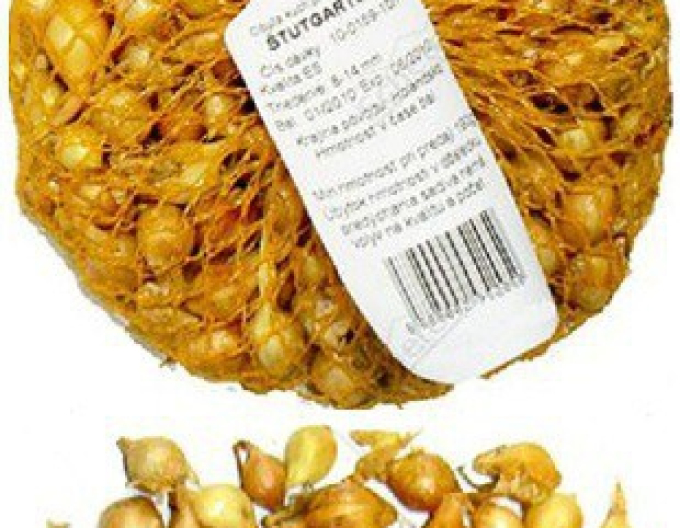Cibule sazečka ´Štutgartská´ 10/21 0,5kg