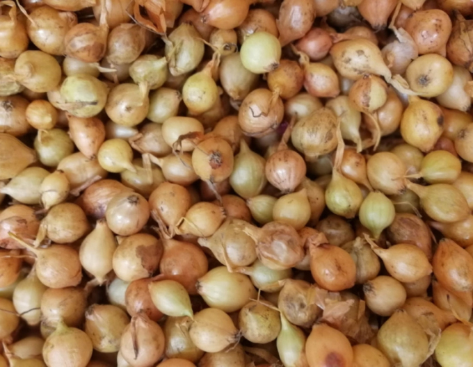 Cibule sazečka ´Stutgartská´ 10/21 25kg