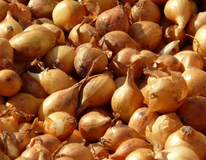 Cibule sazečka  ´Všetana´  8/16  25kg