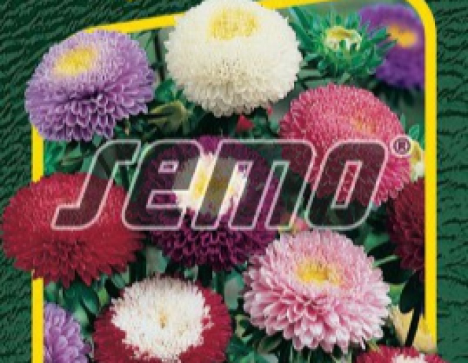 Semo Astra čínská Pompon směs