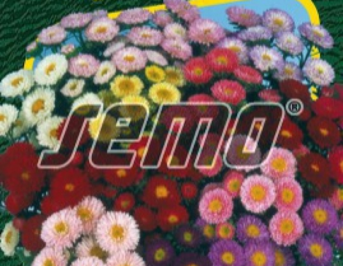 Semo Astra čínská Matsumoto směs