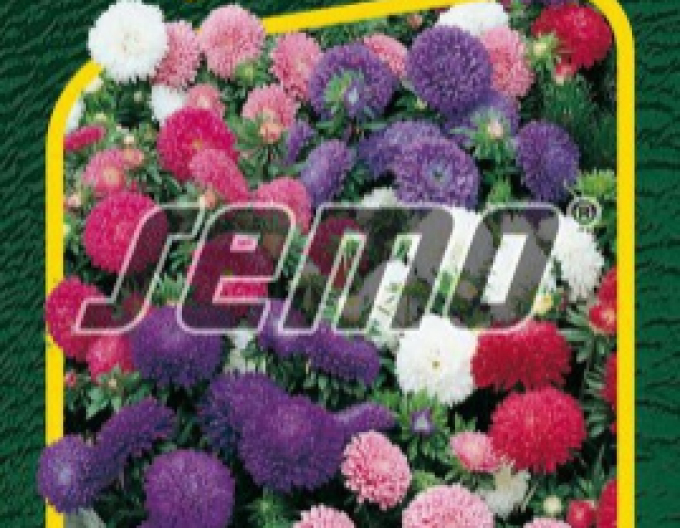 Semo Astra činská ´Colour Carpet Změs´