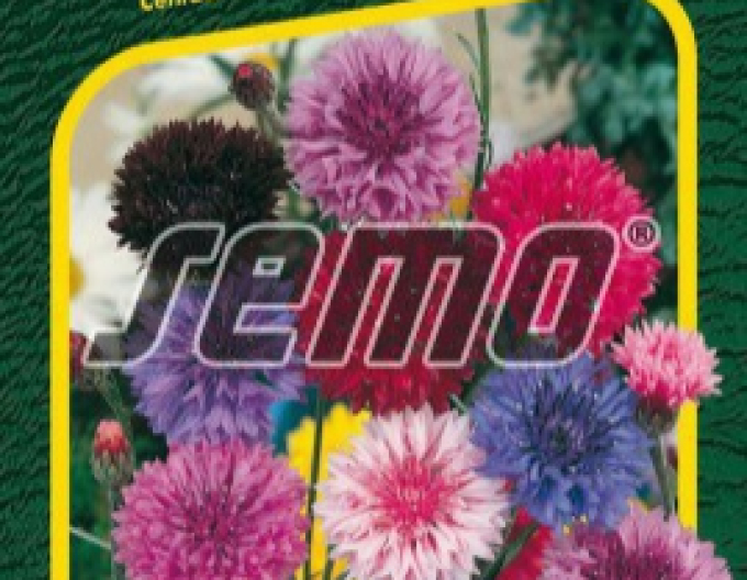 Semo Chrpa cisářska ´Mix´