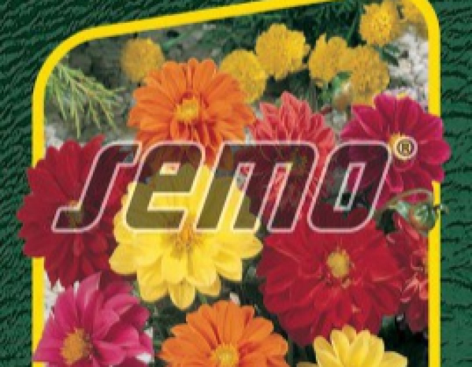 Semo Jiřinka proměnlivá Kompakt směs