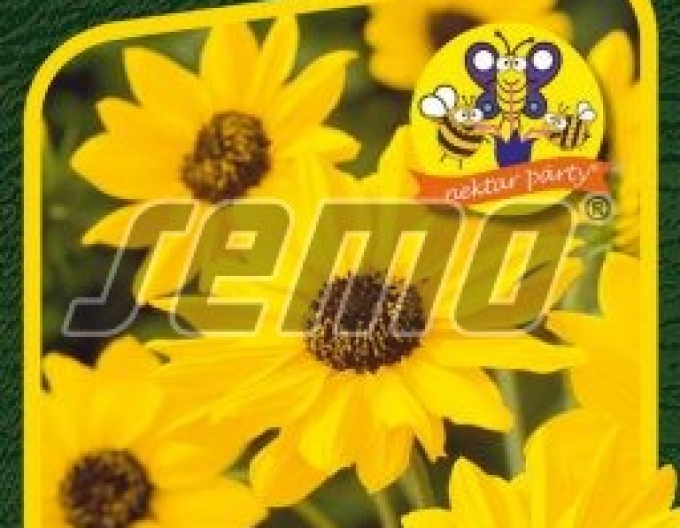 Semo Slunečnice Sunny Babe