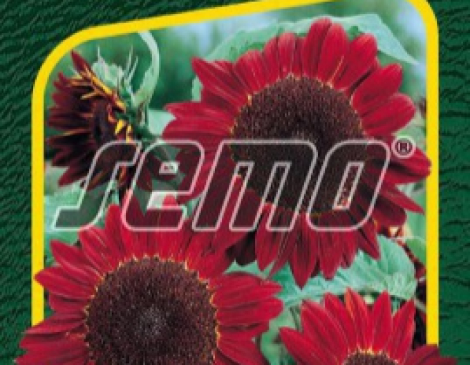 Semo Slunečnice roční Červená