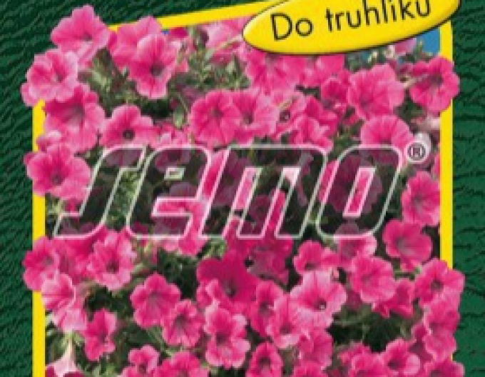 Semo petúnie ´Rose Vein Velvet F1´