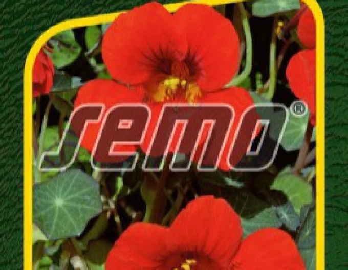 Semo Lichořeřišnice větší ´Princess of India´