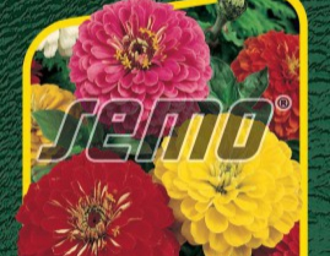 Semo Ostálka lepá ´Geant de California´