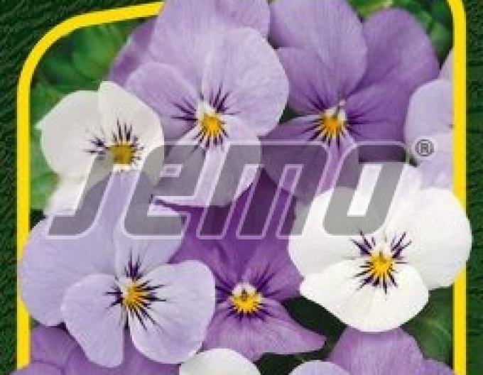 Semo Miniviolka ´Sorbet Ytt´