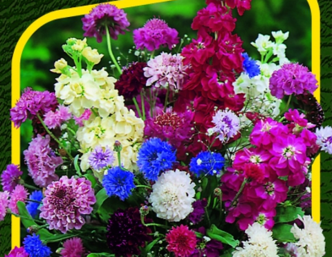 Semo Směs letniček k řezu