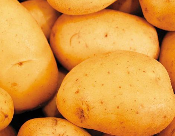 Sazenice brambor ´Vivaldi´ 5kg