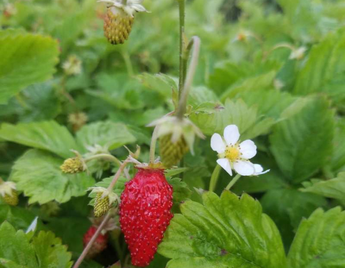 Jahoda lesní ´Alexandria´