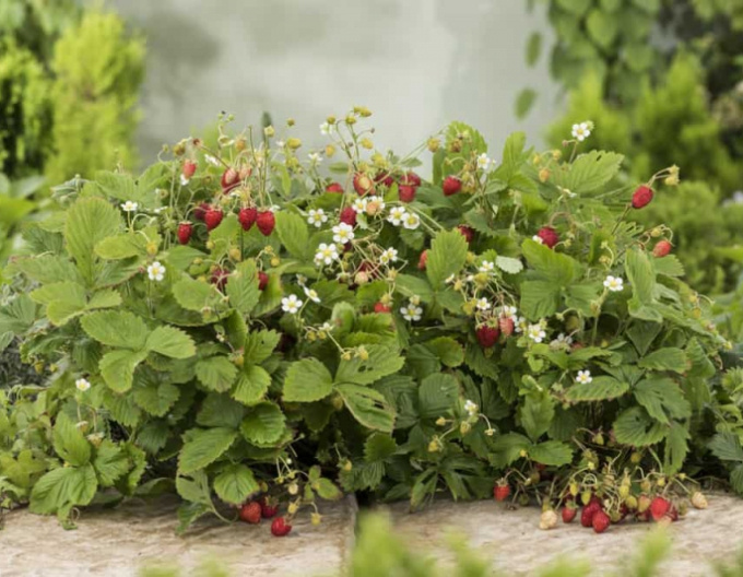 Jahoda lesní ´Alexandria´