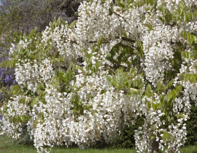 Vistárie ´White Silk´