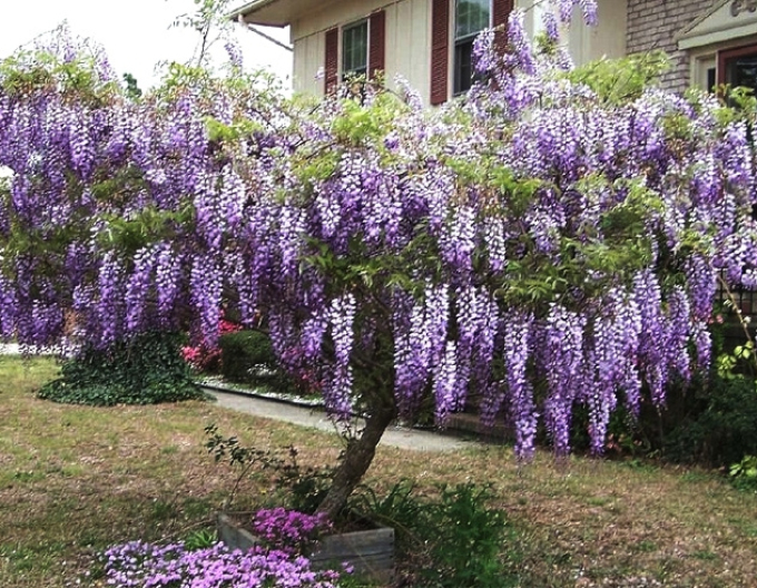 Vistárie mnohokvětá ´Blue Moon´