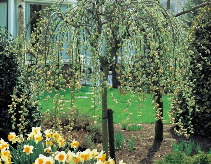 Vysoká převislá vrba ´Kilmarnock´ na kmínku 120cm