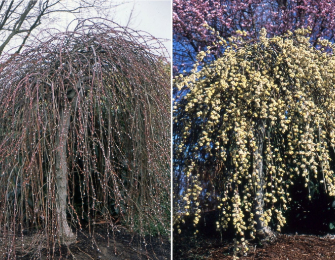 Vysoká převislá vrba ´Kilmarnock´ na kmínku 120cm