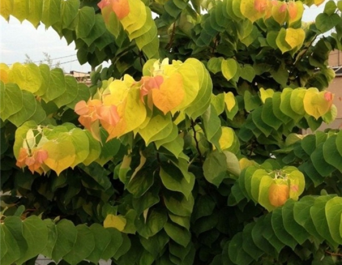 Zmarlika kanadská Rising Sun 125 - 150cm