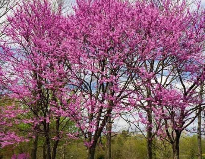 Zmarlika kanadská Rising Sun 125 - 150cm