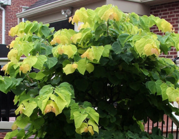 Zmarlika kanadská Rising Sun 125 - 150cm