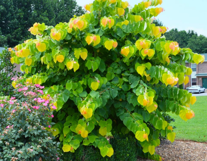 Zmarlika kanadská  Rising Sun 80cm