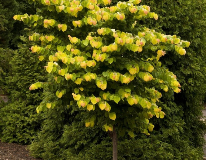 Zmarlika kanadská  Rising Sun 80cm