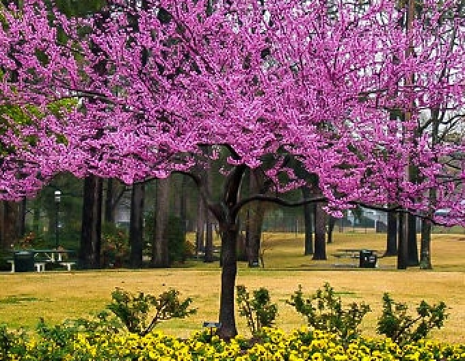 Zmarlika kanadská  Rising Sun 80cm