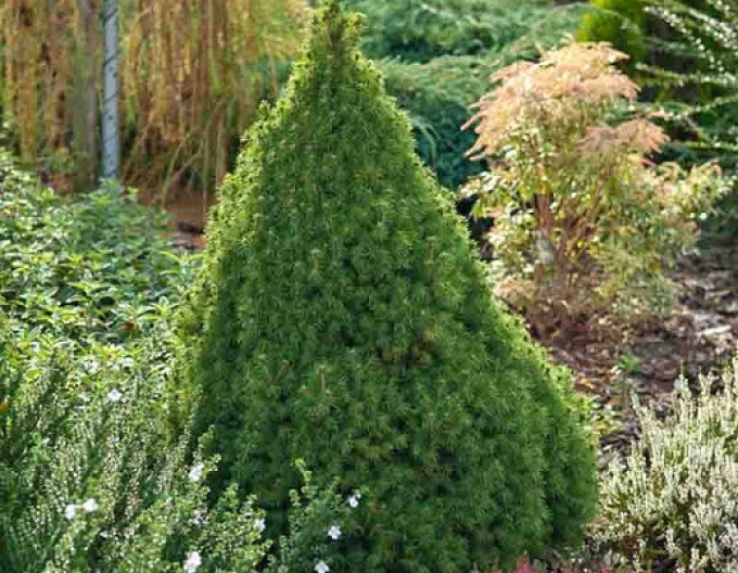 Smrk bílý ´Conica´