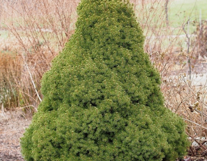 Smrk bílý ´Conica´