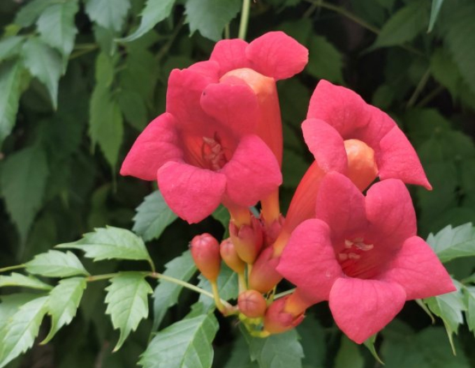 Trubač popínavý ´Gabor´