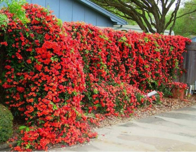 Trubač popínavý ´Gabor´