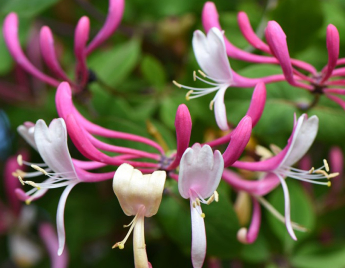 Zimolez ovíjivý ´Belgica´