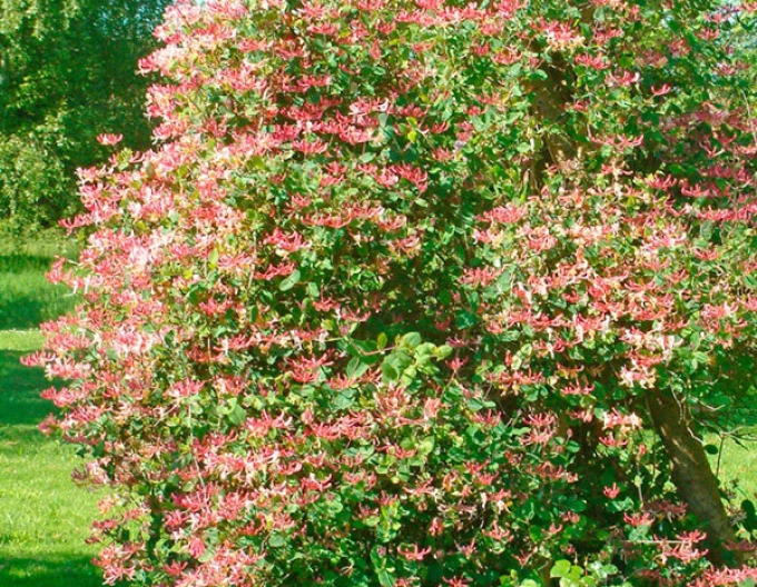 Zimolez ovíjivý ´Belgica´