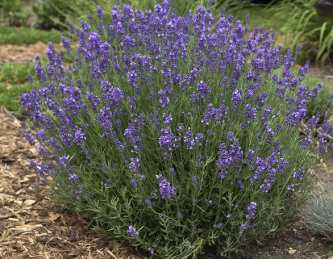 Levandule Hidcote Blue