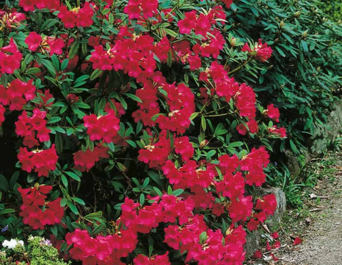 Pěnišník Elizabeth