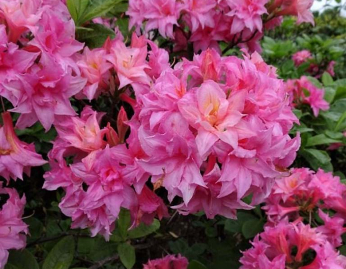 Azalka velkokvětá Homebush