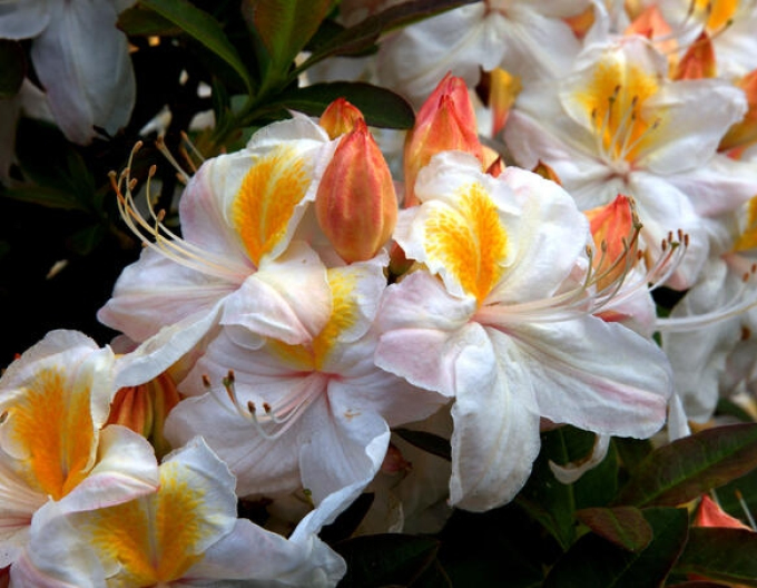 Azalka velkokvětá Silver Slipper